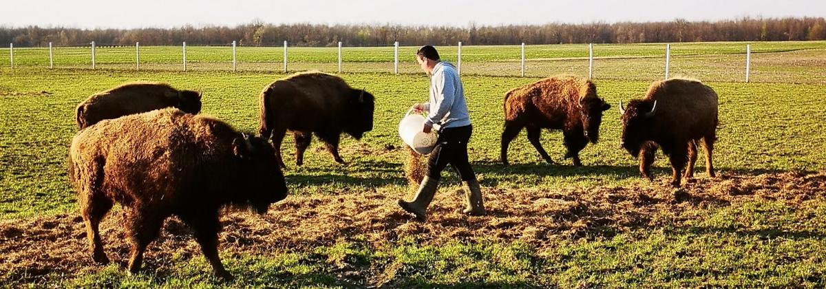 person feeding bison in a field